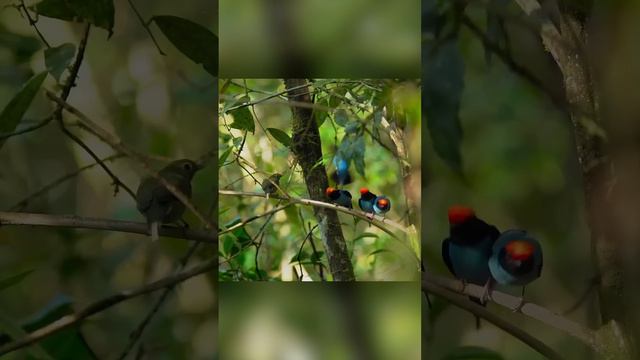 Командная работа по соблазнению. Синий манакин. смотреть онлайн