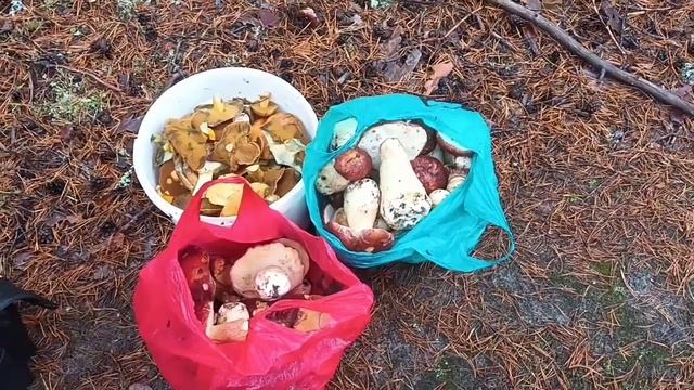 И снова здравствуй лес,пошли грибы?? смотреть онлайн