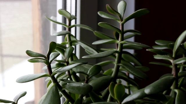 Толстянка - денежное дерево.