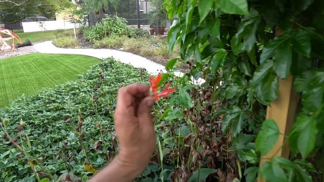 5 Months Ago, This Thriving Botanical Garden Was Just A Grass Yard. смотреть онлайн