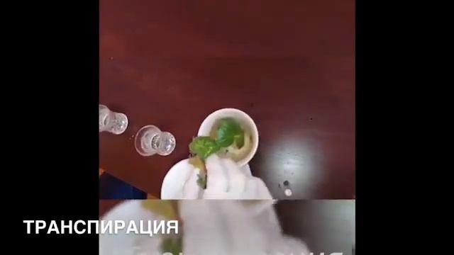 Мамыкова Р.У. Өсімдіктер физиологиясы смотреть онлайн