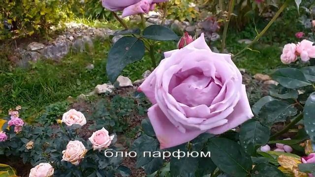 РОЗЫ нежных оттенков. Сорта подписаны. Описание под видео #розы #розынежныхоттенков