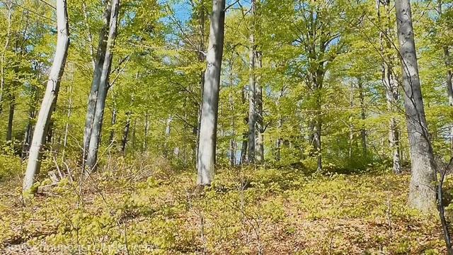 Прекрасное пение соловья в летнем лесу. Лучший звук для сна, отдыха и релаксации. смотреть онлайн