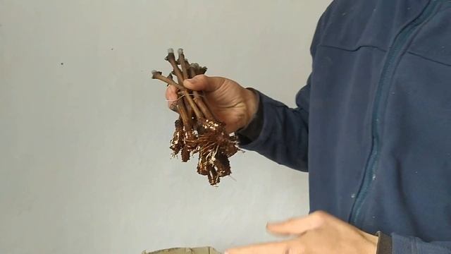 100% способ укоренения черенков винограда на кокосовом субстрате. Самый мощный корнеобразователь. смотреть онлайн