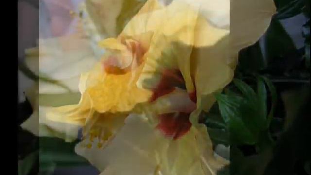 Гибискус смотреть онлайн