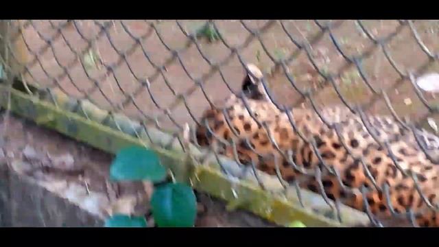 Pinnawala Zoo Sri Lanka | Pinnawala Travel Sri Lanka | Pinnawala Zoo