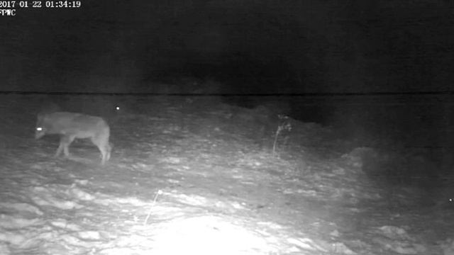 Caucasus Mountains, Armenia 2017-01-22 five Wolves смотреть онлайн