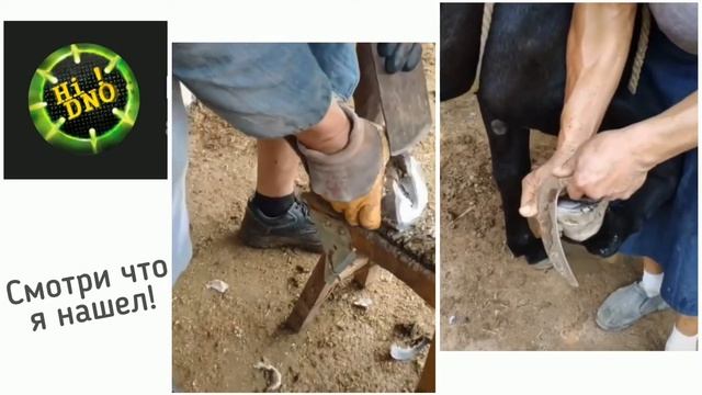 Мужик делает педикюр ослам! Это жесть. Обработка копыт у животных. смотреть онлайн