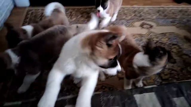 29 января 2021 г. смотреть онлайн