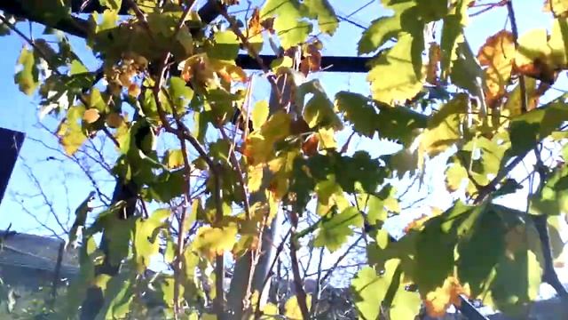 Виноградник возле дома. Осень2016