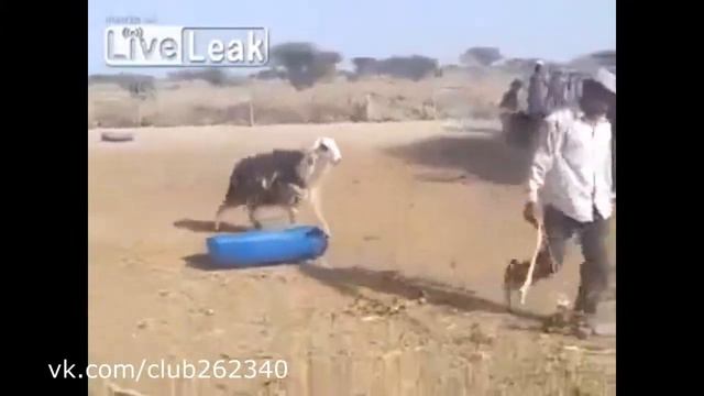 Жесть что творит баран! смотреть онлайн