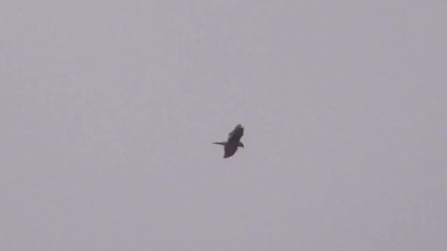 Голуби+Ястреб Тетеревятник Страх. Doves+Hawk Goshawk+Fear смотреть онлайн
