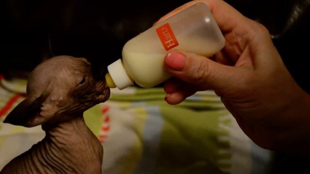 Котенок канадского сфинкса кушает из бутылочки