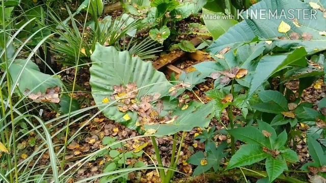 Tymczasem w Puszczy. Alocasia 'Kuching mask'. Część 76. смотреть онлайн