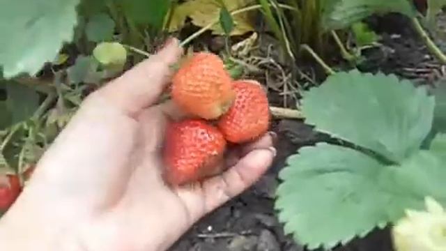 сорт клубники Элькат- один из самых лучших смотреть онлайн