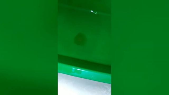 Как поменять воду у красноухой черепахи смотреть онлайн