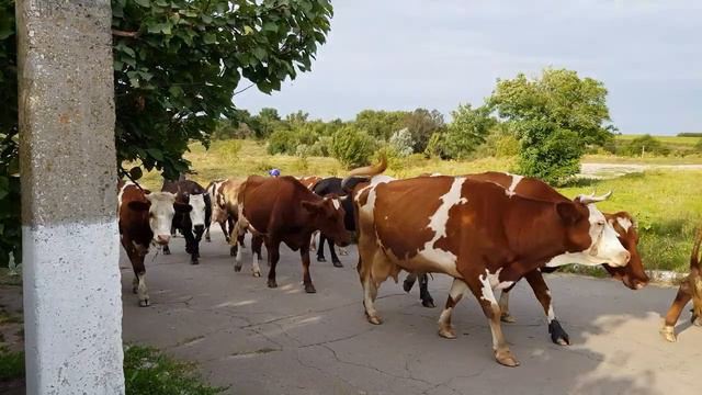 Чаусово, Николаевская обл., Южный Буг. смотреть онлайн