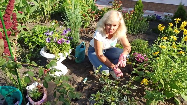 Как сажать дерен. Дерен посадка и уход смотреть онлайн