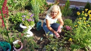 Как сажать дерен. Дерен посадка и уход