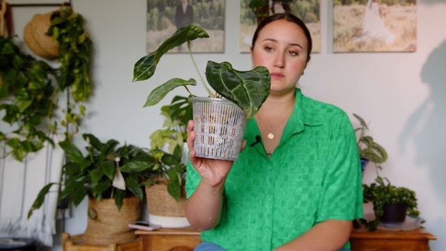 Ecuagenera 1 month update || how are they doing now?? смотреть онлайн