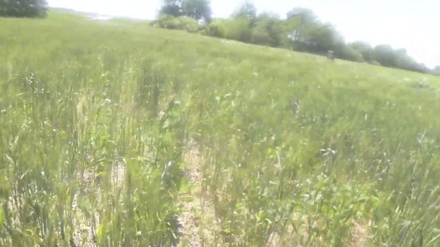 соняшник та органічна пшениця посіяні Алігатором смотреть онлайн