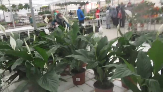 Накануне 8 марта в СЦ смотреть онлайн