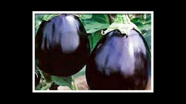 Баклажаны сорта Тесто Неро - фото описание смотреть онлайн