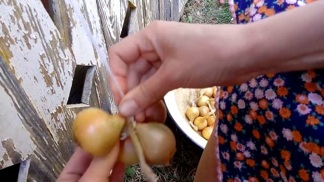 Природное земледелие. Как связать лук в батман для удобного хранения смотреть онлайн