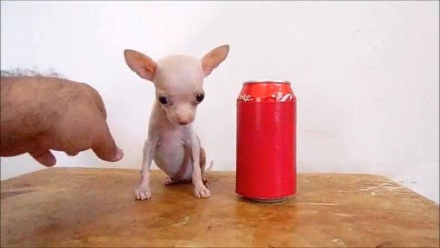 Chihuahua Blanca Micro Bolsillo Disponible - Aceptamos Paypal смотреть онлайн