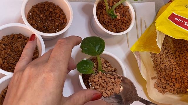 Садим листочки и детки сенполии в неорганический грунт Seramis смотреть онлайн