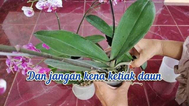 BERI PUPUK KULIT PISANG//BUNGA ANGGREK AKAN MELIMPAH. смотреть онлайн