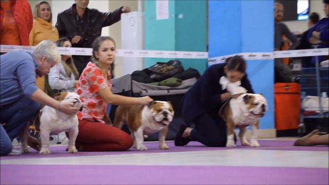 XXIV Национальная Выставка НКП Бульдог смотреть онлайн