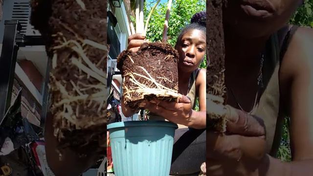 Repotting My Alocasia Polly Plant смотреть онлайн