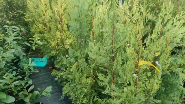 кипарисовик лейланда купрессоципарисе Лейланда популярный виды для быстрой и неприхотливой изгороди