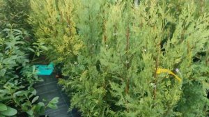 кипарисовик лейланда купрессоципарисе Лейланда популярный виды для быстрой и неприхотливой изгороди