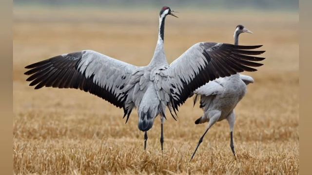 Горный улус, с.Кюерелях смотреть онлайн
