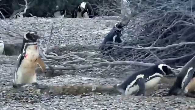 Пингвин застал свою подругу с любовником