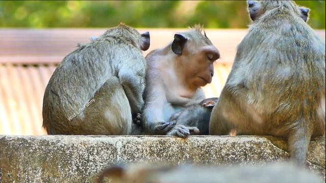 M.G! Very Hard Situation, Bonita Dr-agging Baby From Ma, Then Checking So Hard,Can't Stand With Tha