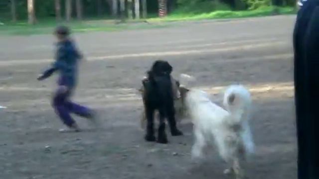 Ника на собачьей площадке.AVI смотреть онлайн