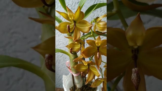 Cycnodes Choc. Machiato (H) смотреть онлайн