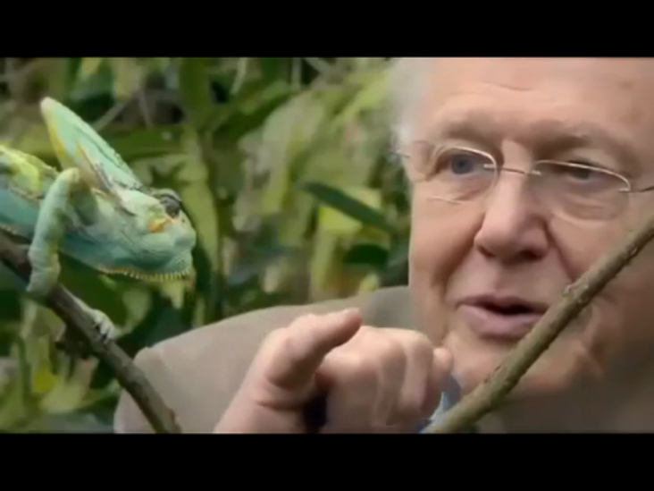 Занимательная природа от Дэвида Аттенборо (David Attenborough's Natural Curiosities) смотреть онлайн