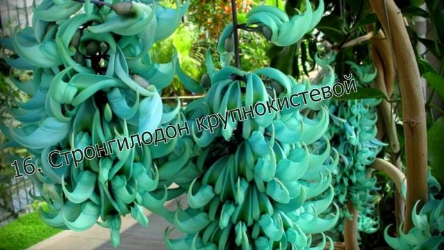 Цветы необычные. Фото + название смотреть онлайн