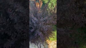 Пузыреплодник Литл Девил