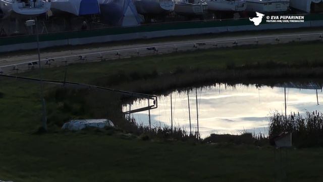 Greyhound & Whippet Racing in Åkersberga, Sweden смотреть онлайн