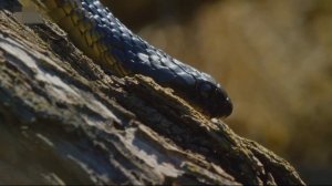 Сон Змея. Приснилась змея! К чему снятся змеи? Сон укусила змея.