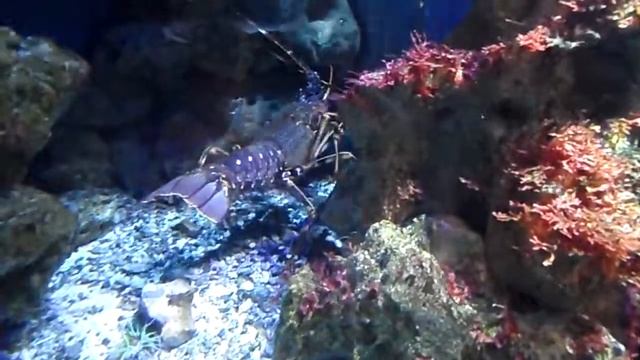 ЛАНГУСТЫ смотреть онлайн