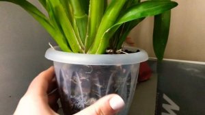 Уход за мильтонией