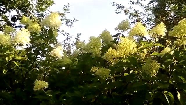 Первый картофель Яблони Томаты Цветы Туман смотреть онлайн