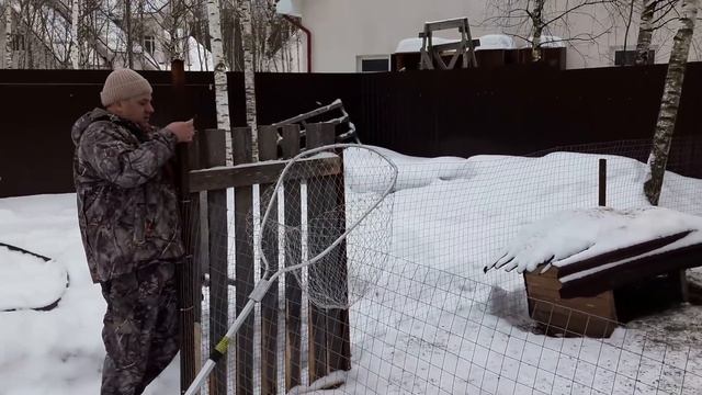 Взвешивание кролика до и после забоя. часть 2 смотреть онлайн