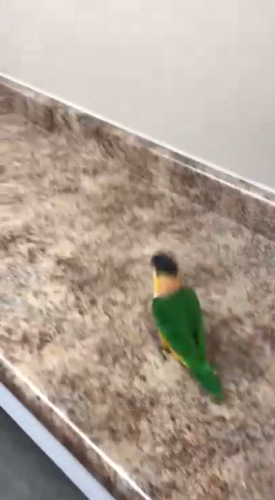 Попугай-попрыгунчик смотреть онлайн